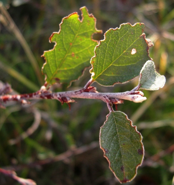 Cotoneaster integerrimus / Cotognastro minore